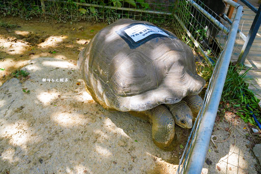 沖繩自由行 ❙ 名護自然動植物公園，近距離與可愛動物互動，沖