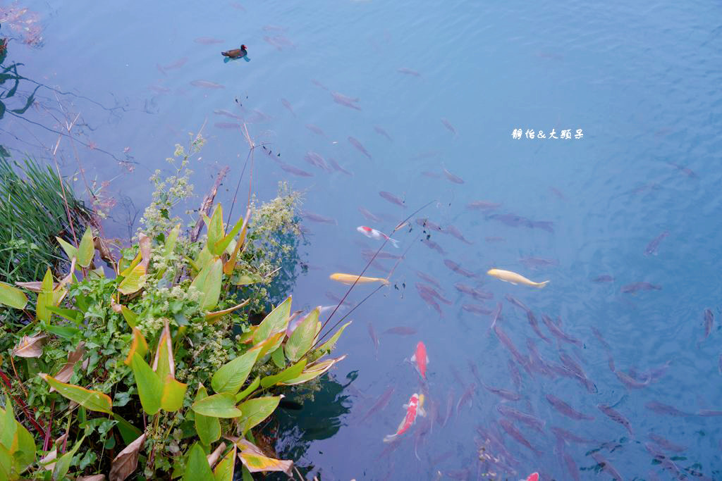 雲山水 ❙ 蒂芬妮藍夢幻湖景、落羽松，必拍跳石步道，花蓮壽豐