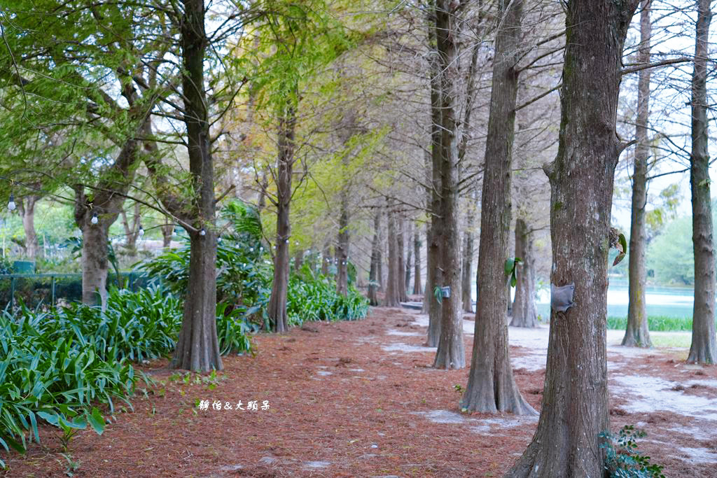 雲山水 ❙ 蒂芬妮藍夢幻湖景、落羽松，必拍跳石步道，花蓮壽豐