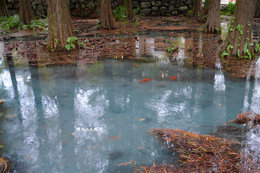 雲山水 ❙ 蒂芬妮藍夢幻湖景、落羽松，必拍跳石步道，花蓮壽豐