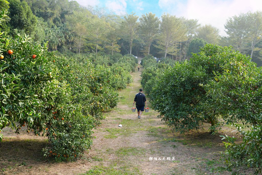 桔滿緣寶山農場 ❙ 滿山黃橙橙橘子隨你採，入園100元橘子吃