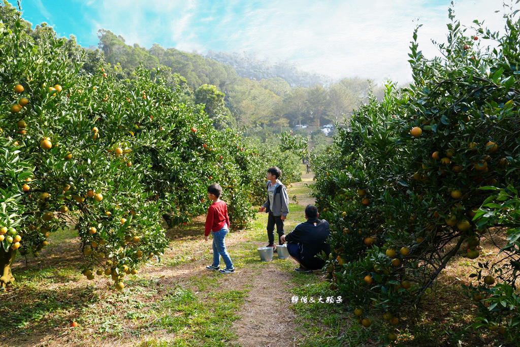 桔滿緣寶山農場 ❙ 滿山黃橙橙橘子隨你採，入園100元橘子吃