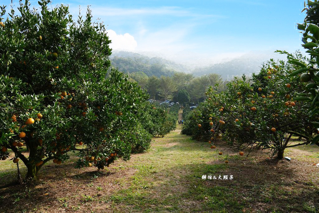 桔滿緣寶山農場 ❙ 滿山黃橙橙橘子隨你採，入園100元橘子吃