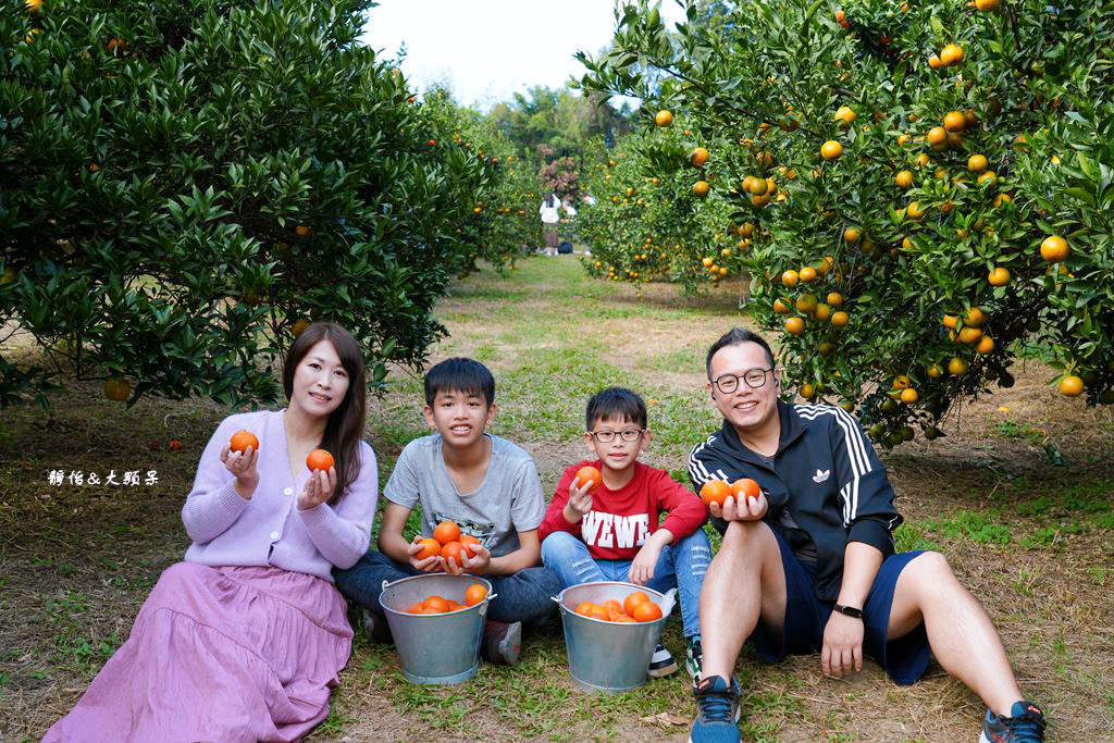 桔滿緣寶山農場 ❙ 滿山黃橙橙橘子隨你採，入園100元橘子吃