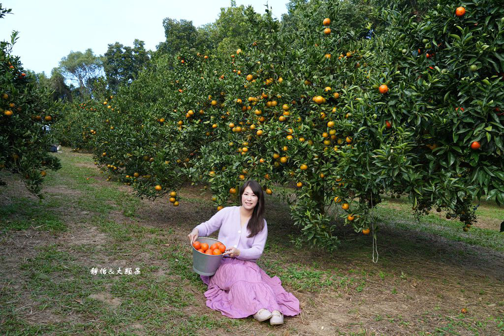 桔滿緣寶山農場 ❙ 滿山黃橙橙橘子隨你採，入園100元橘子吃