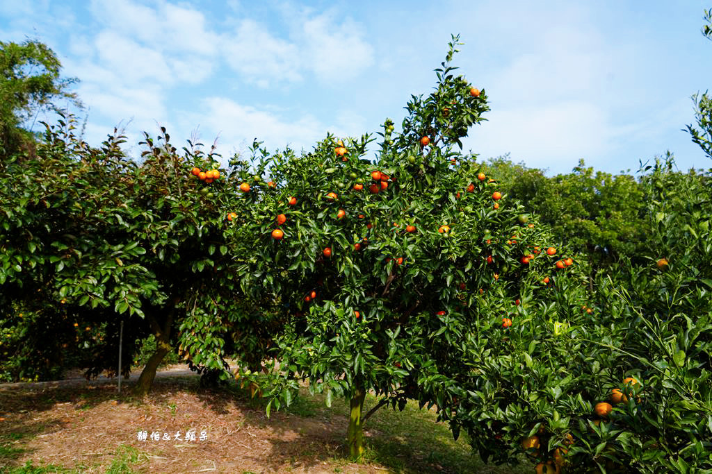 桔滿緣寶山農場 ❙ 滿山黃橙橙橘子隨你採，入園100元橘子吃