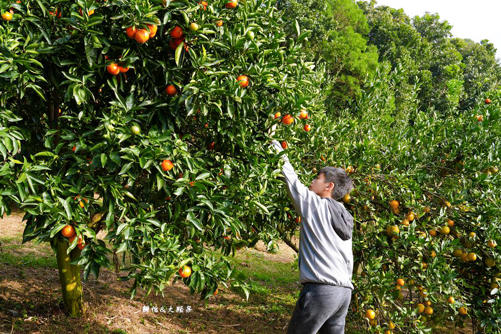 桔滿緣寶山農場 ❙ 滿山黃橙橙橘子隨你採，入園100元橘子吃