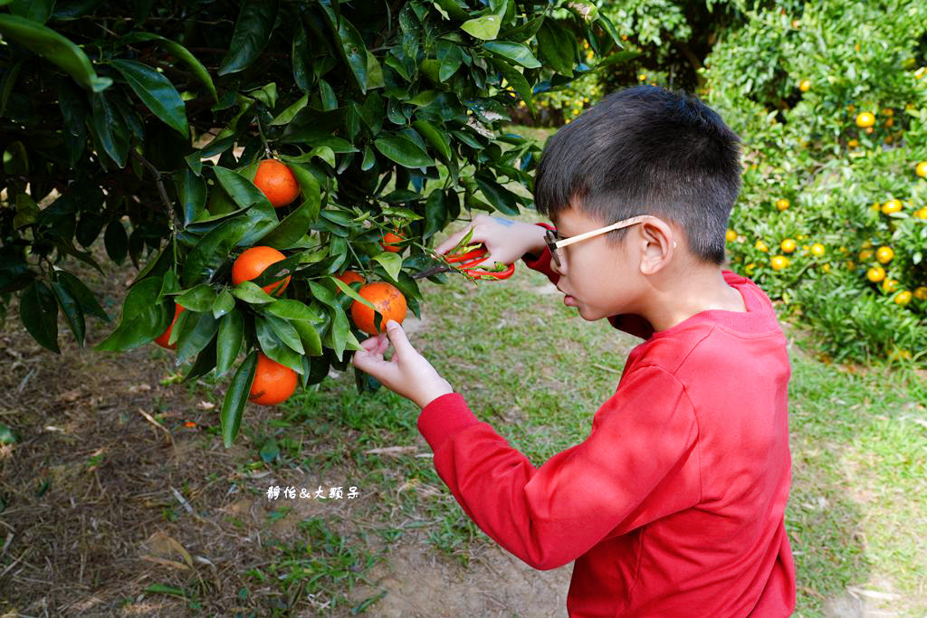 桔滿緣寶山農場 ❙ 滿山黃橙橙橘子隨你採，入園100元橘子吃