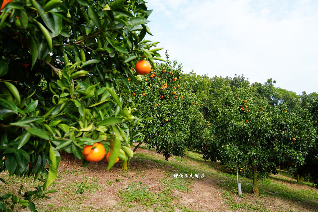 桔滿緣寶山農場 ❙ 滿山黃橙橙橘子隨你採，入園100元橘子吃