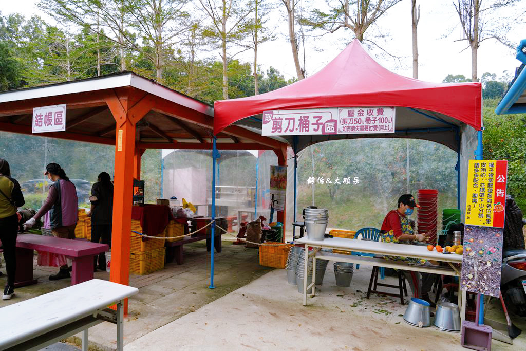 桔滿緣寶山農場 ❙ 滿山黃橙橙橘子隨你採，入園100元橘子吃