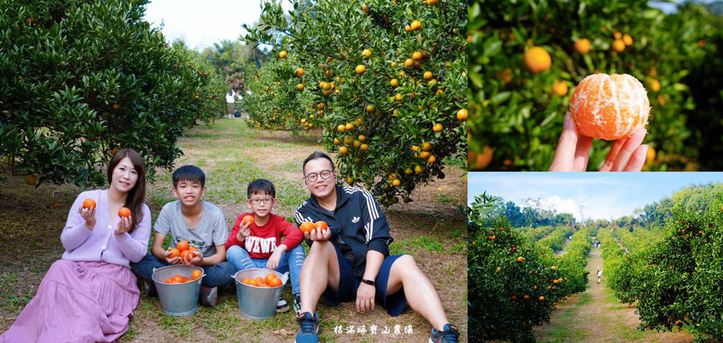 桔滿緣寶山農場 ❙ 滿山黃橙橙橘子隨你採，入園100元橘子吃