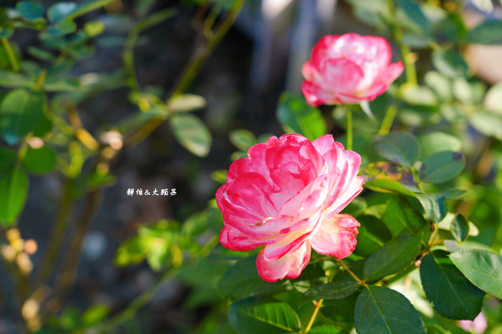 全得玫瑰莊園 ❙ 歐式木屋庭園餐廳，有草皮、溜滑梯，彰化田尾