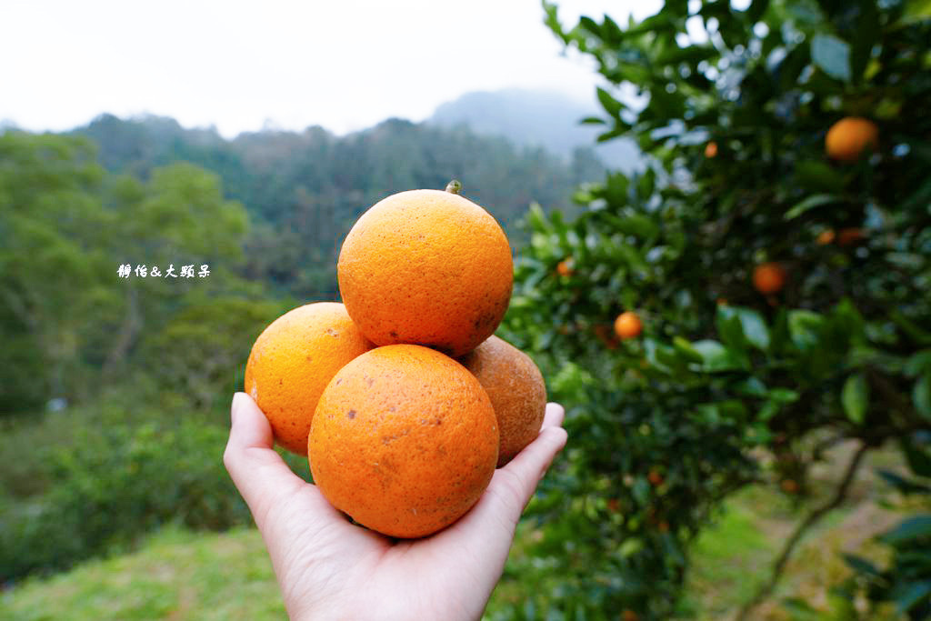 上瑞柑橘觀光果園 ❙ 入園費50元橘子吃到飽，柑橘種類多，新
