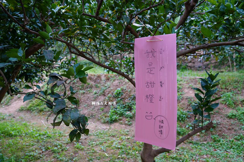 上瑞柑橘觀光果園 ❙ 入園費50元橘子吃到飽，柑橘種類多，新