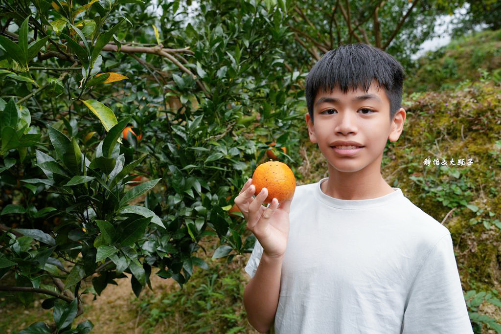 上瑞柑橘觀光果園 ❙ 入園費50元橘子吃到飽，柑橘種類多，新