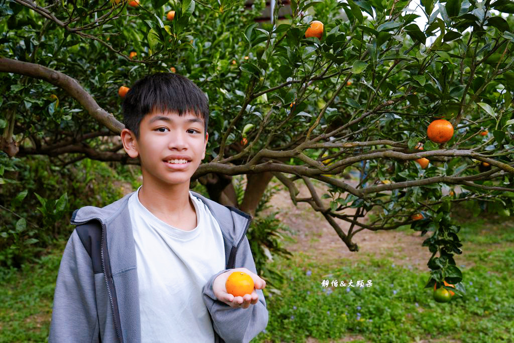 上瑞柑橘觀光果園 ❙ 入園費50元橘子吃到飽，柑橘種類多，新