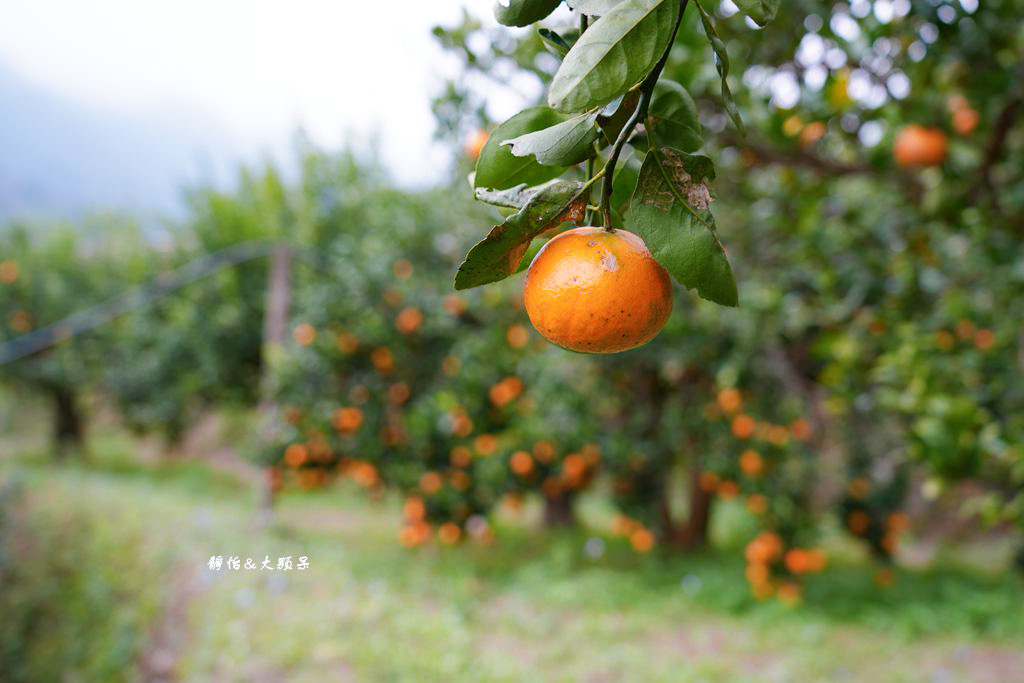 上瑞柑橘觀光果園 ❙ 入園費50元橘子吃到飽，柑橘種類多，新