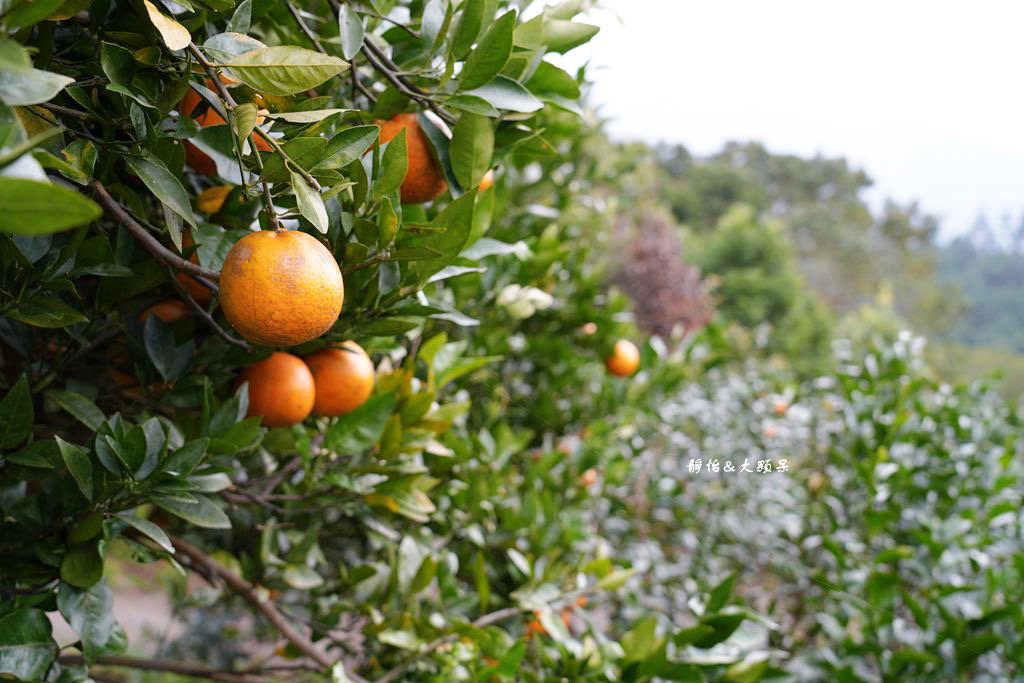 上瑞柑橘觀光果園 ❙ 入園費50元橘子吃到飽，柑橘種類多，新