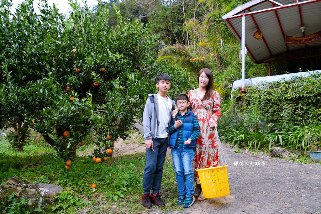 上瑞柑橘觀光果園 ❙ 入園費50元橘子吃到飽，柑橘種類多，新