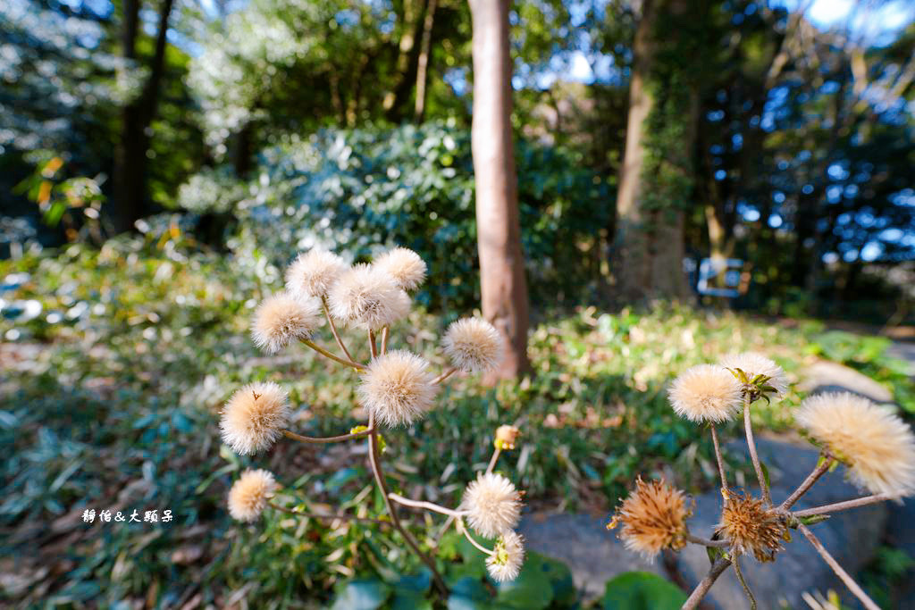 明治神宮 ❙ 原木大鳥居、酒樽牆，明治神宮交通，東京景點、東