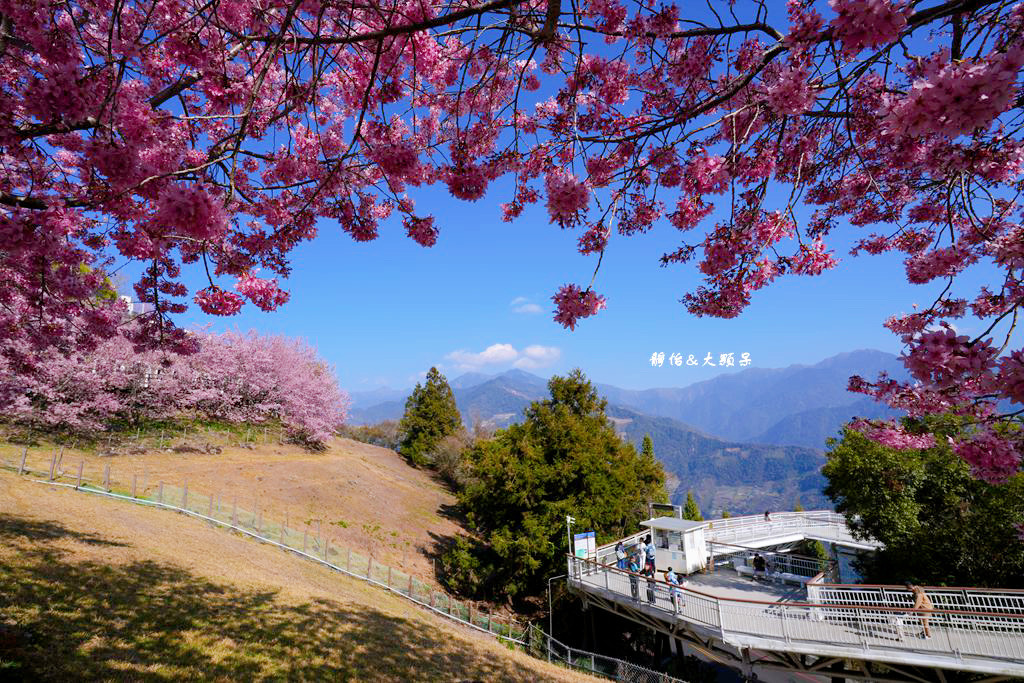 清境農場櫻花季，漫步櫻花林與萌呆笑笑羊互動，粉嫩櫻花海盛開!