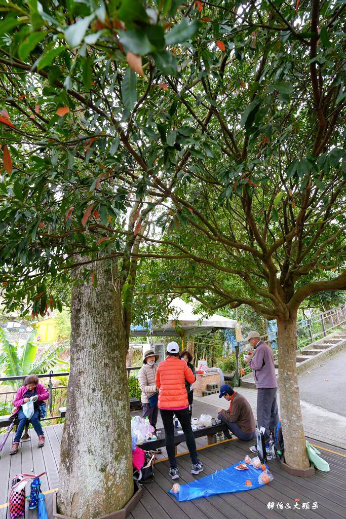 內湖草莓季 ❙ 黃文成草莓園、碧山巖觀景平台與櫻花隧道，內湖