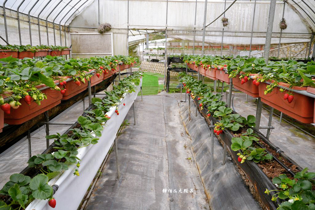 內湖草莓季 ❙ 黃文成草莓園、碧山巖觀景平台與櫻花隧道，內湖