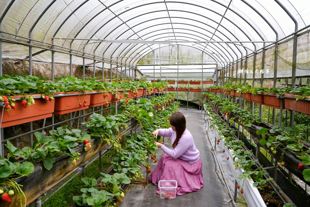 內湖草莓季 ❙ 黃文成草莓園、碧山巖觀景平台與櫻花隧道，內湖