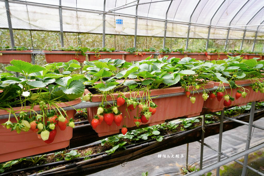 內湖草莓季 ❙ 黃文成草莓園、碧山巖觀景平台與櫻花隧道，內湖