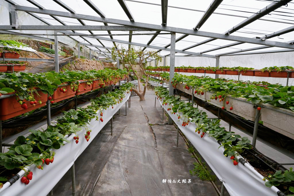 內湖草莓季 ❙ 黃文成草莓園、碧山巖觀景平台與櫻花隧道，內湖