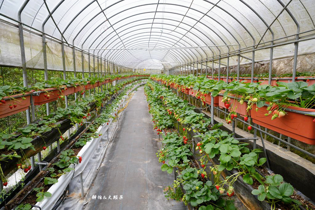 內湖草莓季 ❙ 黃文成草莓園、碧山巖觀景平台與櫻花隧道，內湖