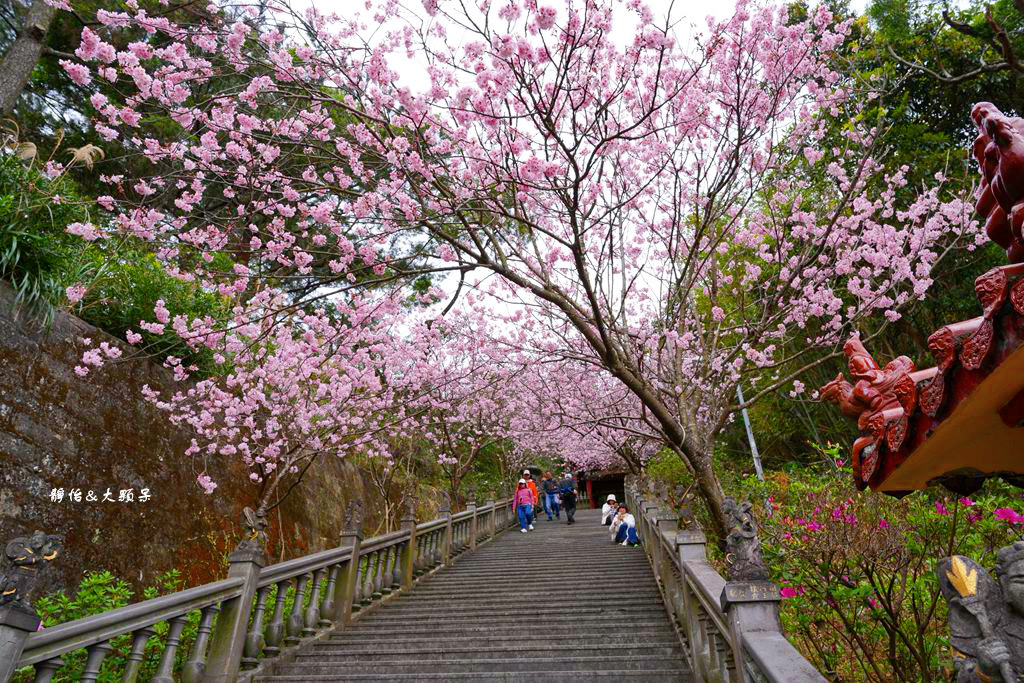 內湖草莓季 ❙ 黃文成草莓園、碧山巖觀景平台與櫻花隧道，內湖