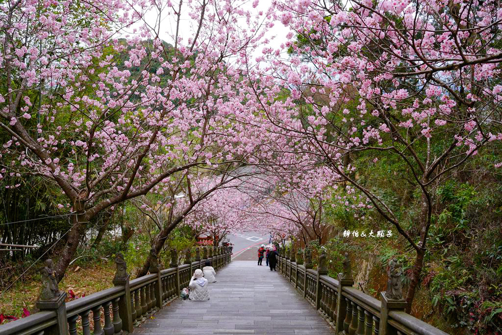 內湖草莓季 ❙ 黃文成草莓園、碧山巖觀景平台與櫻花隧道，內湖