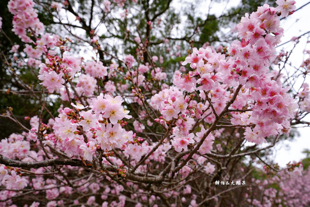 內湖草莓季 ❙ 黃文成草莓園、碧山巖觀景平台與櫻花隧道，內湖