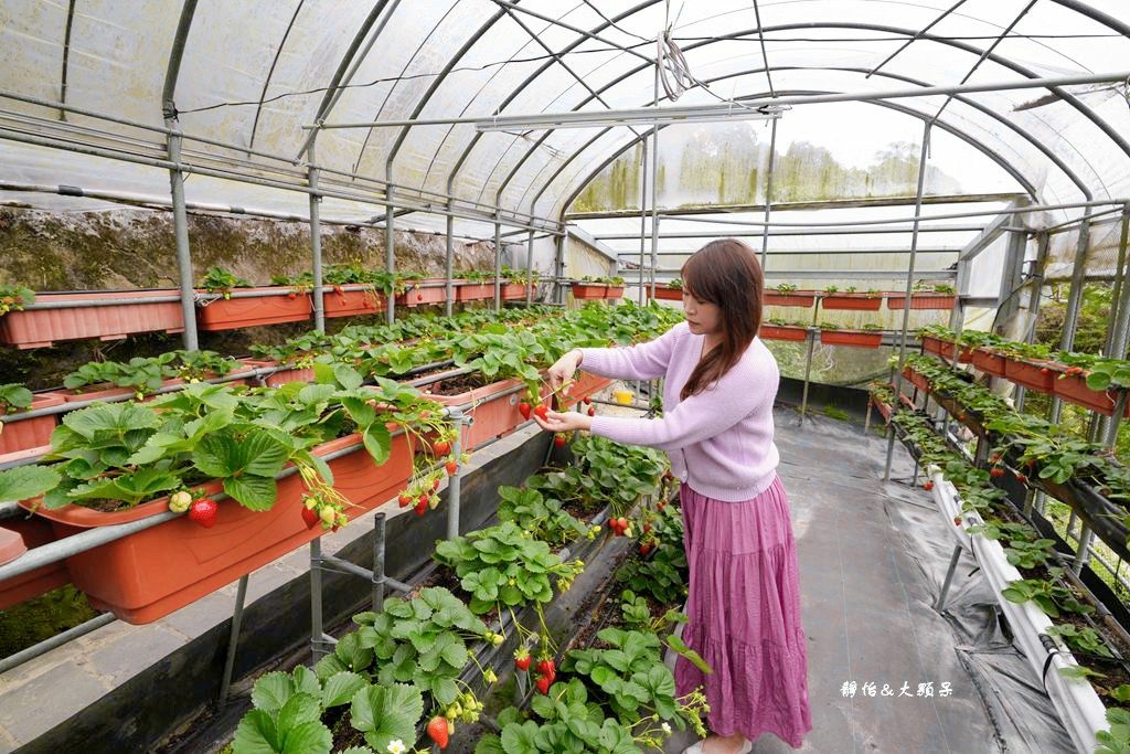 內湖草莓季 ❙ 黃文成草莓園、碧山巖觀景平台與櫻花隧道，內湖