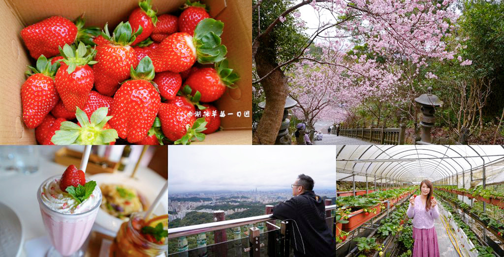 內湖草莓季 ❙ 黃文成草莓園、碧山巖觀景平台與櫻花隧道，內湖