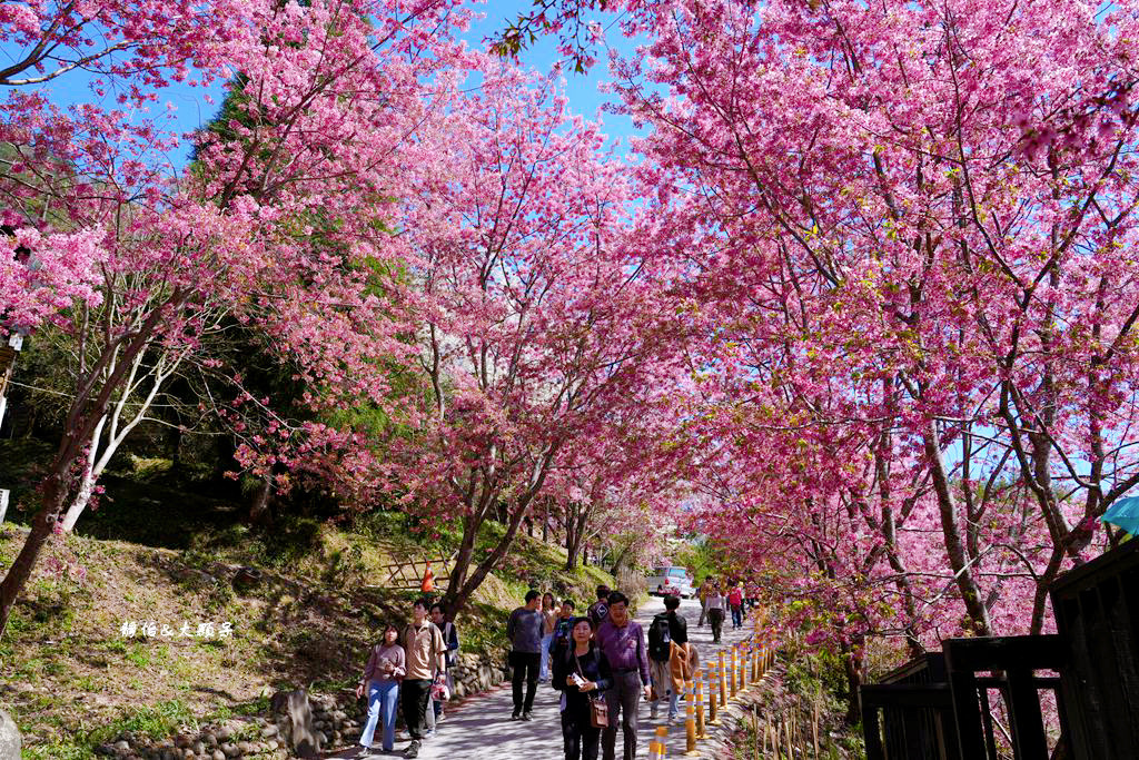 2024司馬庫斯櫻花季，上帝的部落絕美櫻花海隧道，櫻花季管制