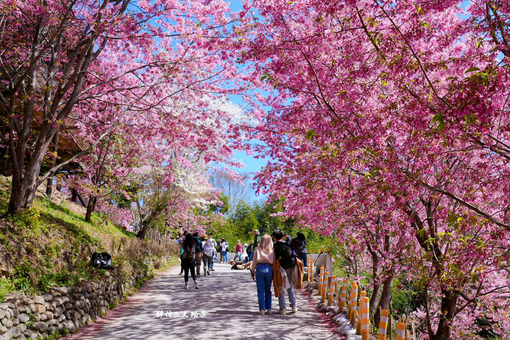 2024司馬庫斯櫻花季，上帝的部落絕美櫻花海隧道，櫻花季管制