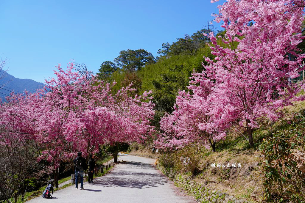 2024司馬庫斯櫻花季，上帝的部落絕美櫻花海隧道，櫻花季管制