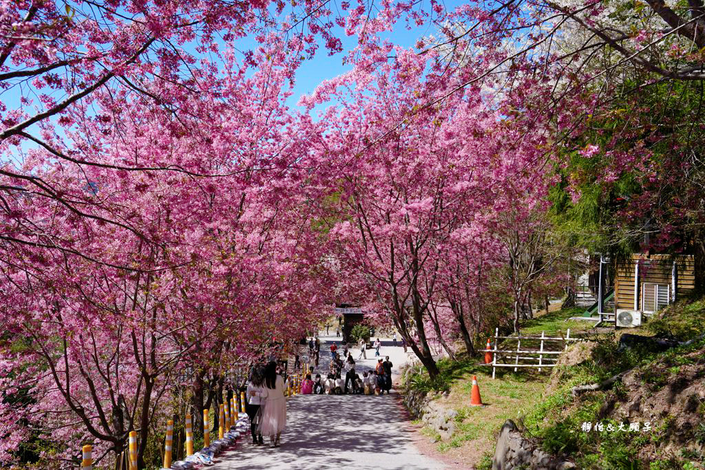 2024司馬庫斯櫻花季，上帝的部落絕美櫻花海隧道，櫻花季管制