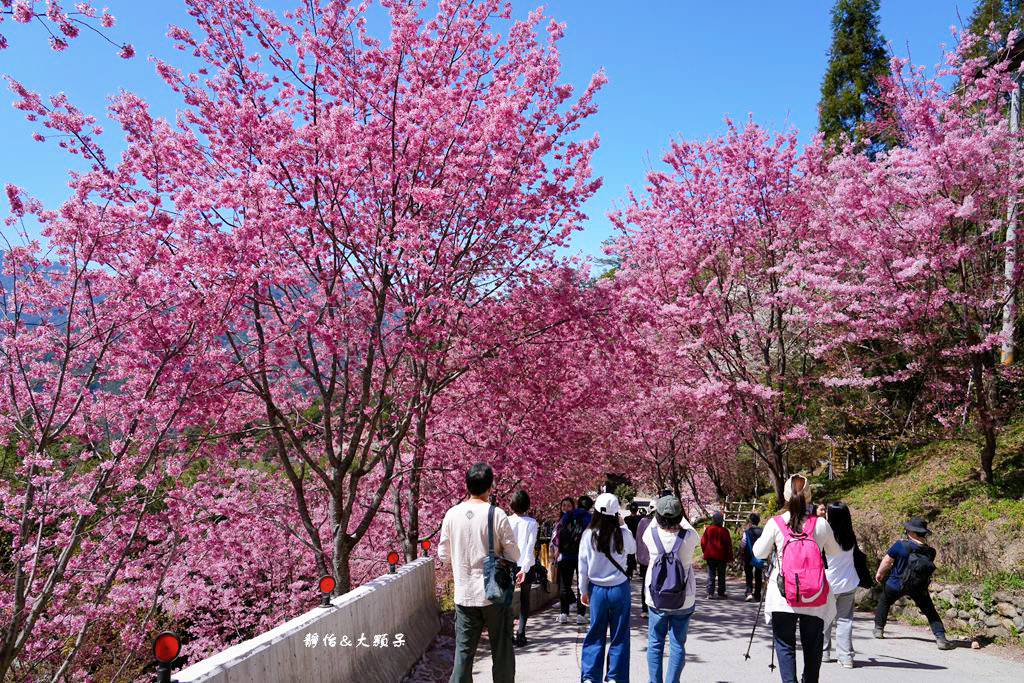 2024司馬庫斯櫻花季，上帝的部落絕美櫻花海隧道，櫻花季管制