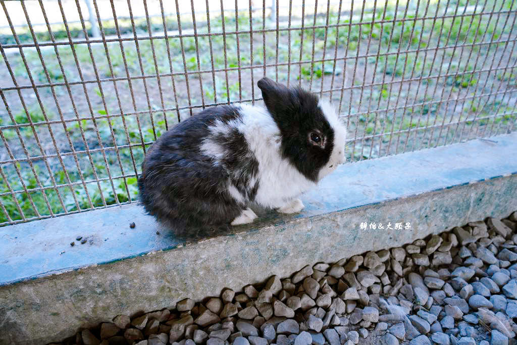 正實親子農場 ❙ 餵小動物、撿雞蛋、氣墊溜滑梯、沙坑，免費飼