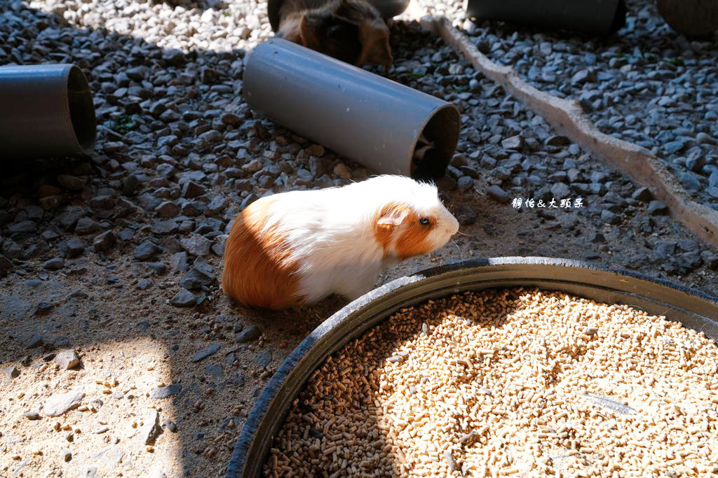 正實親子農場 ❙ 餵小動物、撿雞蛋、氣墊溜滑梯、沙坑，免費飼