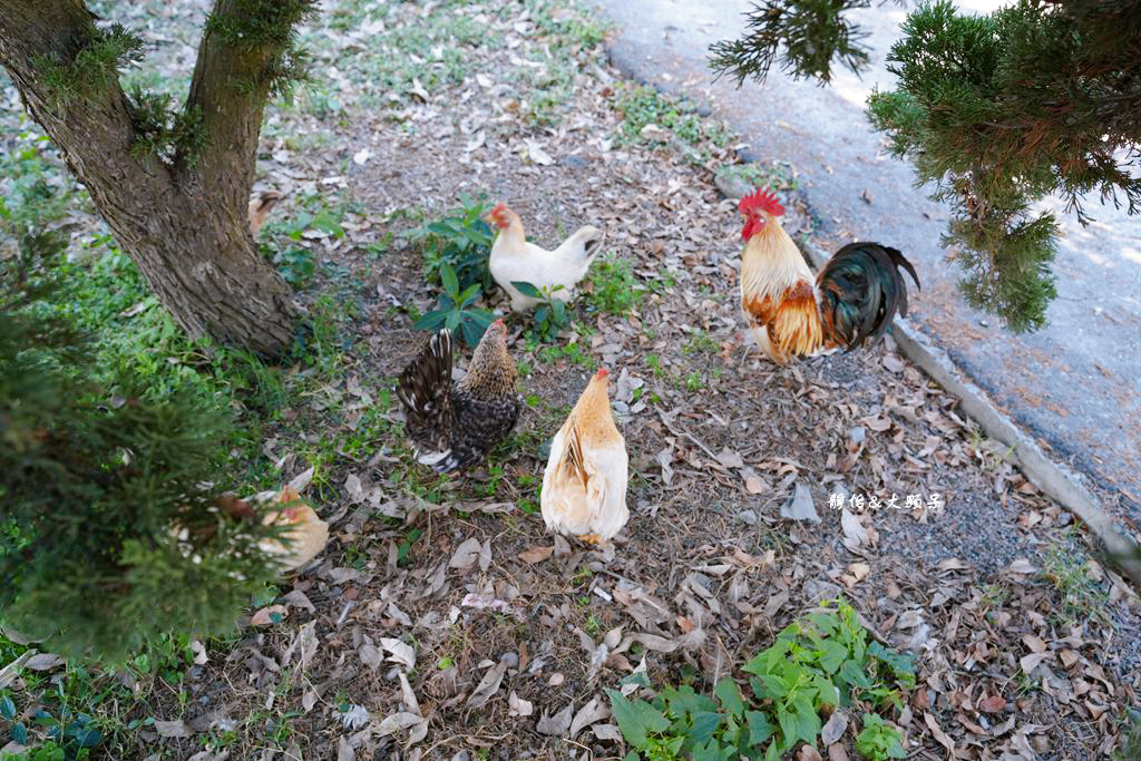 正實親子農場 ❙ 餵小動物、撿雞蛋、氣墊溜滑梯、沙坑，免費飼