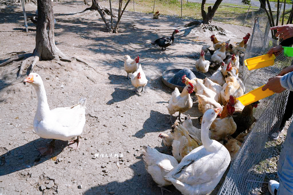 正實親子農場 ❙ 餵小動物、撿雞蛋、氣墊溜滑梯、沙坑，免費飼