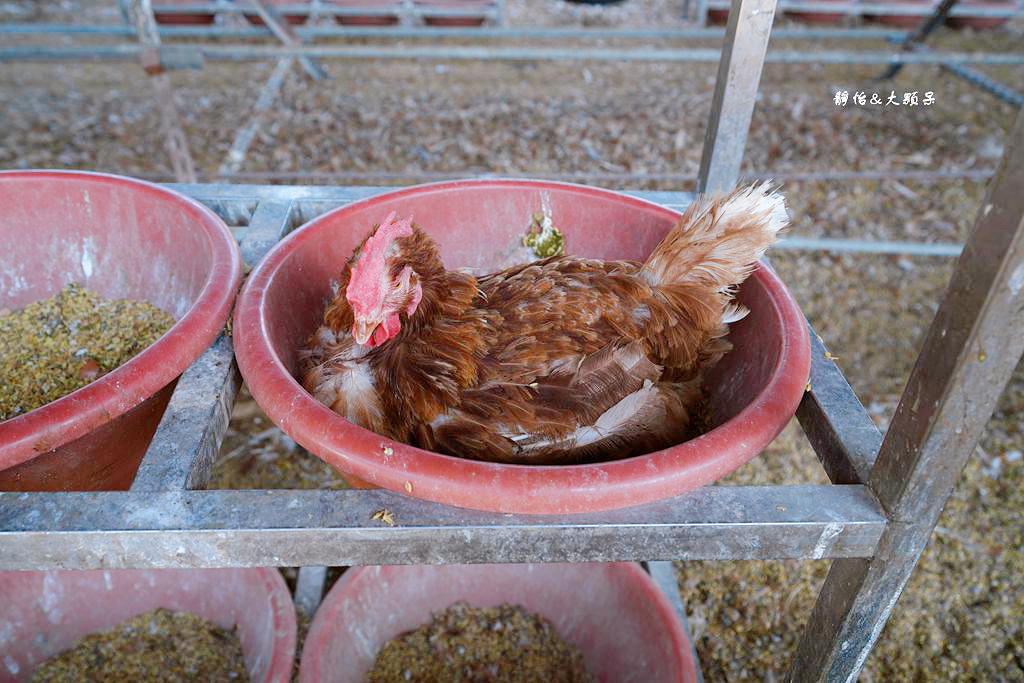 正實親子農場 ❙ 餵小動物、撿雞蛋、氣墊溜滑梯、沙坑，免費飼