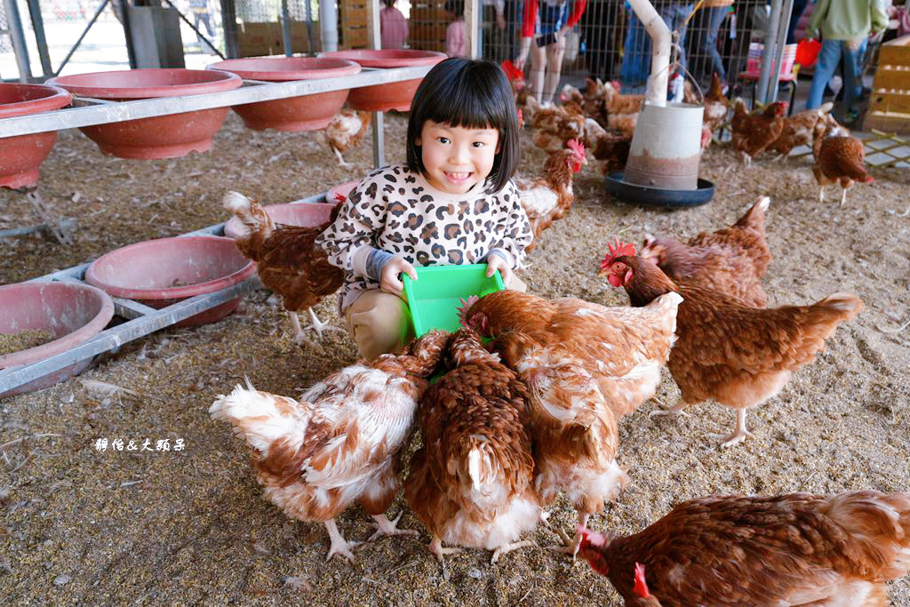 正實親子農場 ❙ 餵小動物、撿雞蛋、氣墊溜滑梯、沙坑，免費飼