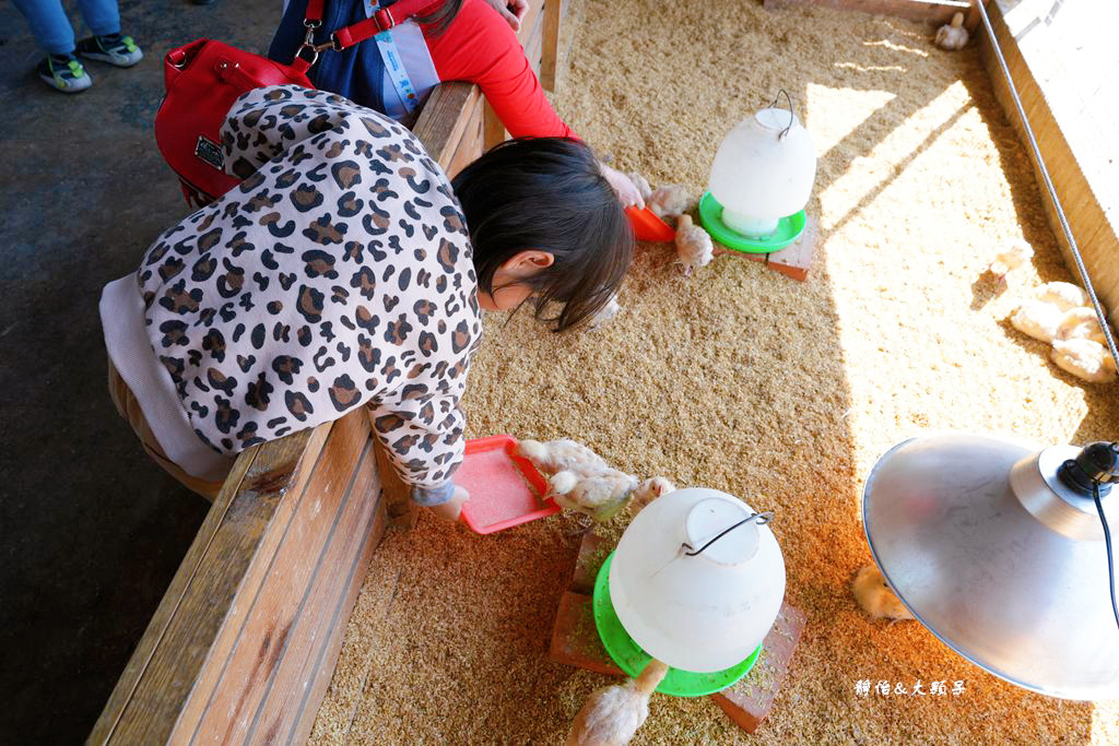 正實親子農場 ❙ 餵小動物、撿雞蛋、氣墊溜滑梯、沙坑，免費飼