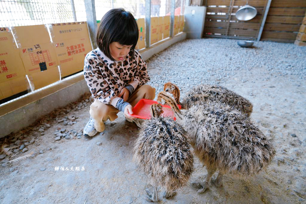 正實親子農場 ❙ 餵小動物、撿雞蛋、氣墊溜滑梯、沙坑，免費飼