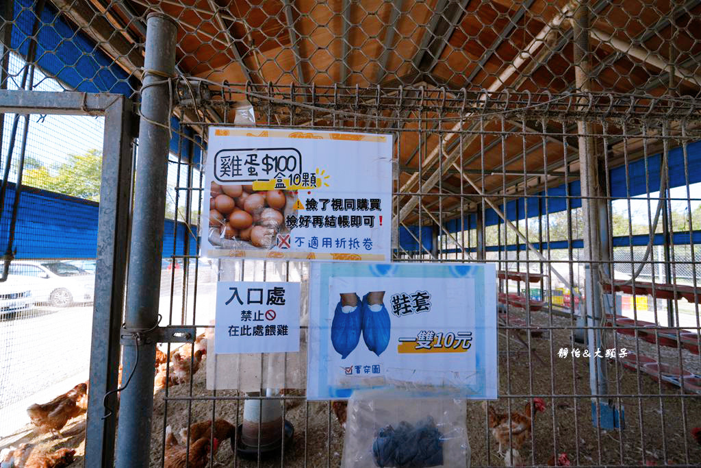 正實親子農場 ❙ 餵小動物、撿雞蛋、氣墊溜滑梯、沙坑，免費飼